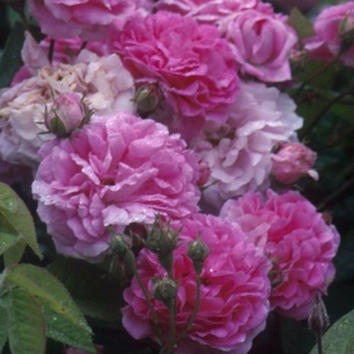 Csokros - Rózsa - Marbled Gallica - Online rózsa vásárlás